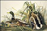John James Audubon Famous Paintings - Mallard